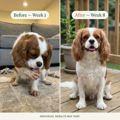 Happy Paws Probiotics for Dogs โ Soft Chews for Gut Health