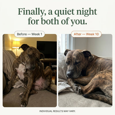Happy Paws Probiotics for Dogs โ Soft Chews for Gut Health