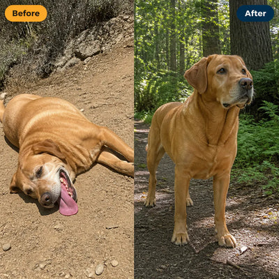 Portable Dog Water Bottle