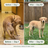Happy Paws Probiotics for Dogs – Soft Chews for Gut Health