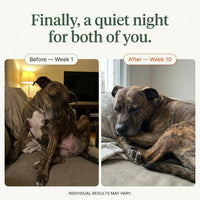 Happy Paws Probiotics for Dogs – Soft Chews for Gut Health