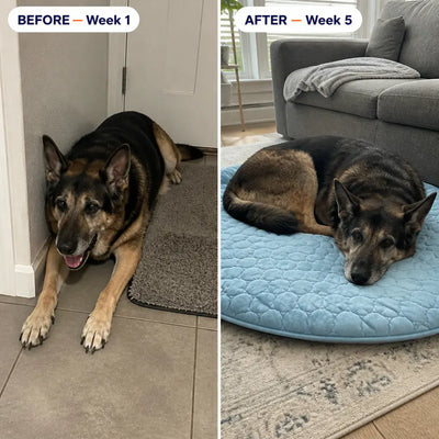 HappyPaws Gel-Free Cooling Mat